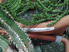 Euphorbia flanaganii