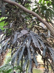 Plerandra elegantissima
