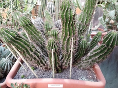 Euphorbia horrida