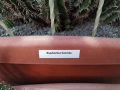 Euphorbia horrida