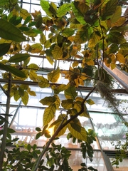 Ficus aspera