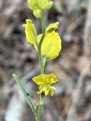 Streptanthus polygaloides