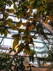 Ficus aspera