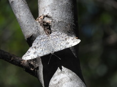 Hamadryas glauconome