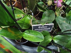 Ficus aspera