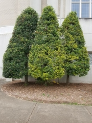 Ilex