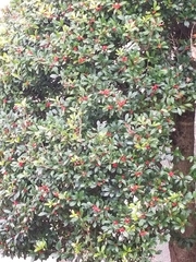 Ilex