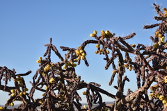 Cylindropuntia imbricata
