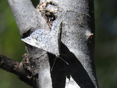 Hamadryas glauconome