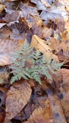 Sceptridium dissectum dissectum