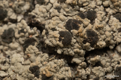 Trapeliopsis glaucopholis