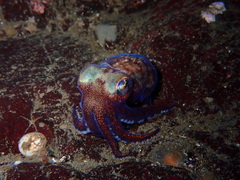 Rossia pacifica