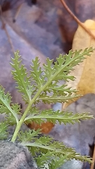 Sceptridium dissectum dissectum