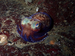 Rossia pacifica
