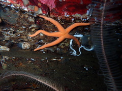 Henricia leviuscula