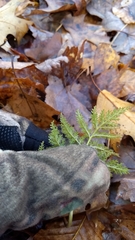 Sceptridium dissectum dissectum