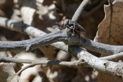 Buprestinae