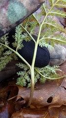 Sceptridium dissectum dissectum