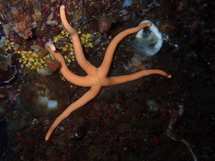 Henricia leviuscula