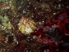 Puncturella cucullata