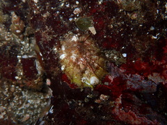 Puncturella cucullata