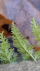 Sceptridium dissectum dissectum