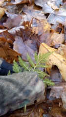 Sceptridium dissectum dissectum