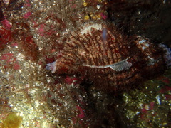 Fusitriton oregonensis