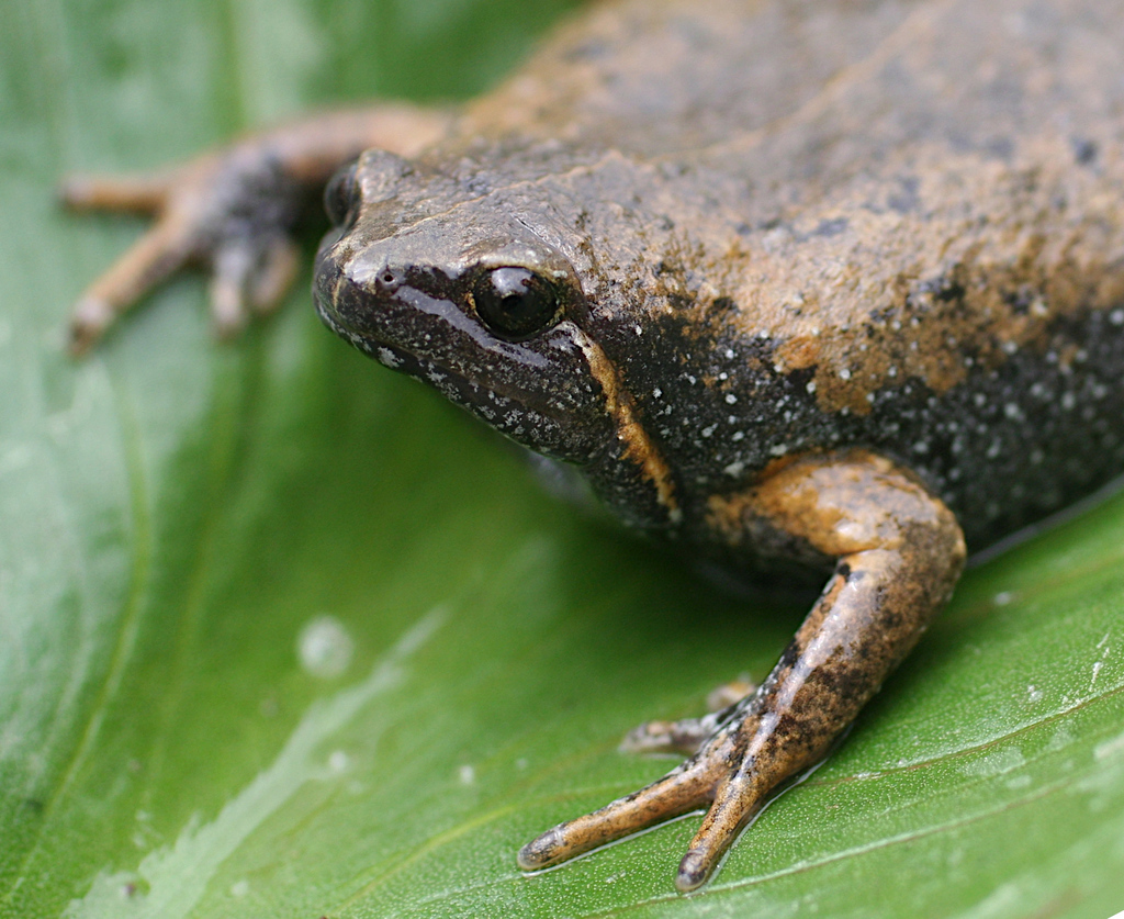 Lenca Sheep Frog
