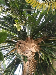 Pandanus conglomeratus