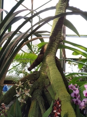 Pandanus conglomeratus