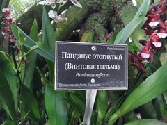 Pandanus conglomeratus