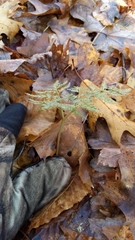 Sceptridium dissectum dissectum