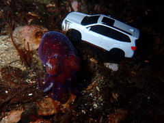 Rossia pacifica