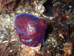 Rossia pacifica