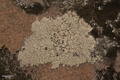 Trapeliopsis glaucopholis