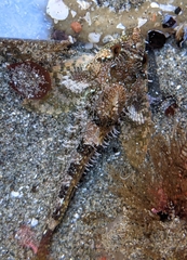 Oligocottus rubellio