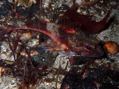 Chitonotus pugetensis