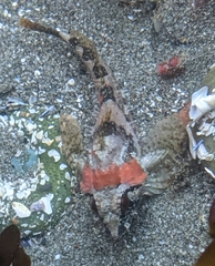 Oligocottus rubellio