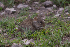 Arvicanthis niloticus