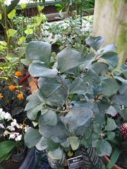 Ficus natalensis leprieurii
