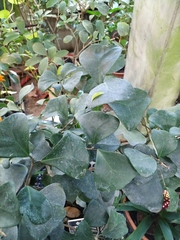 Ficus natalensis leprieurii
