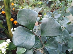 Ficus natalensis leprieurii