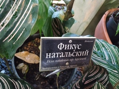 Ficus natalensis leprieurii