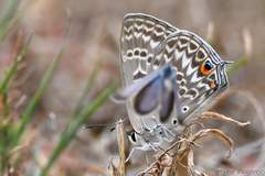 Lepidochrysops patricia
