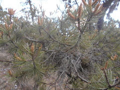 Pinus cembroides orizabensis