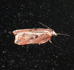 Acleris cristana