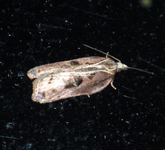 Acleris cristana