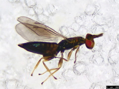 Eulophinae