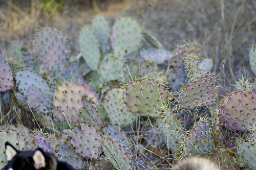 Image of Opuntia dulcis by (c) Michelle W. （鍾偉瑋）, some rights reserved (CC BY)